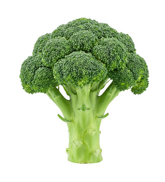 Fresh green broccoli head on transparent background