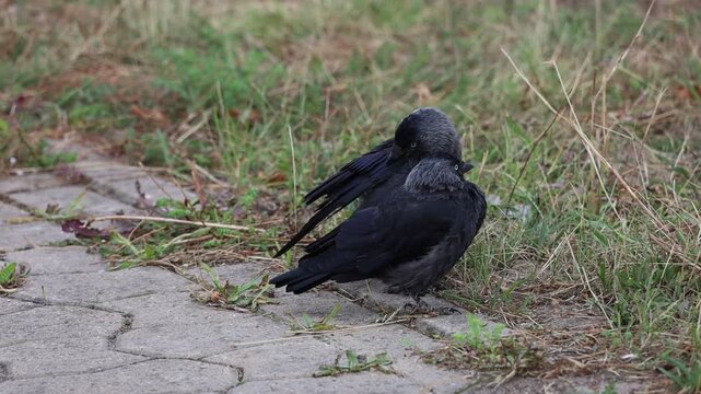 Two Western Jackdaws Resting and Preening Together on Ground Beside Grass