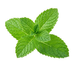 Fototapeta na wymiar Fresh green mint leaves sprig on transparent background
