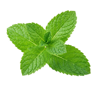 Fresh green mint leaves sprig on transparent background
