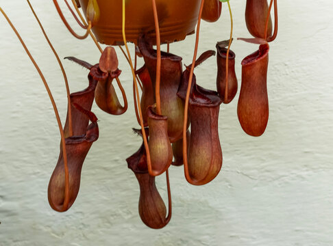 Planta carn&iacute;vora del g&eacute;nero Nepenthes, conocida como copa de mono o planta jarra tropical,  colgando sobre un muro blanco , con textura