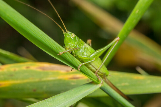 Green grasshopper on grass blades, common grasshopper Tettigonia viridissima close-up.