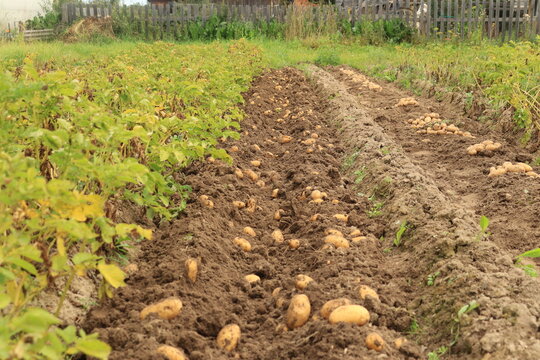 Freshly dug white potatoes in the garden on a summer day