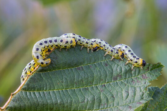 Cimbex femoratus sawfly larvae on leaf, vibrant green caterpillars in nature.