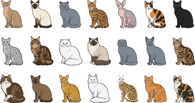 Vector set of various purebred cat breeds collection isolated on white background including siamese persian bengal and mainecoon