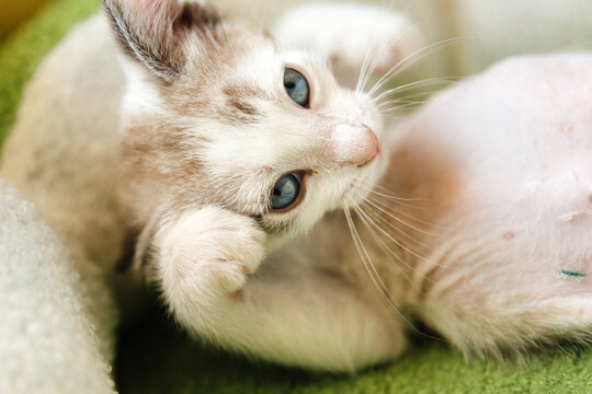 Portrait of a Lynx Point Kitten