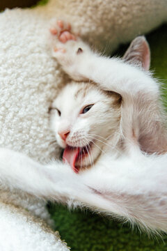 Kitten Licking Herself