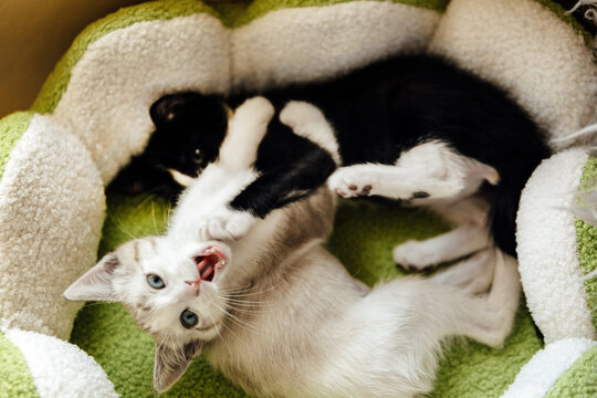 Two Kittens Playing