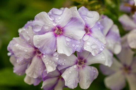Delicate lavender and white Phlox paniculata: garden phlox or summer bloom in dewy macro detail