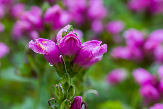 Vibrant pink Chelone obliqua with dew drops: turtlehead or oblique chelone in dramatic macro focus
