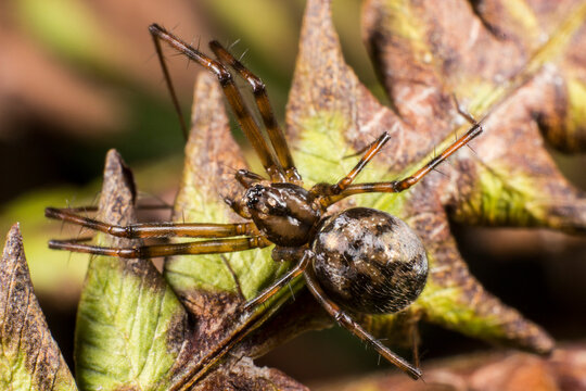 Intense macro of Steatoda castanea chestnut spider, brown false widow on foliage.