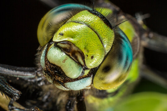 Macro close-up of dragonfly head or Detailed shot of Aeshna juncea facial features