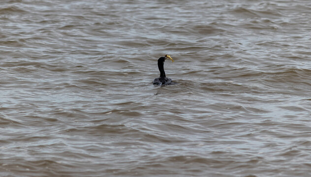 Neotropic cormorant catching a fish in a lake