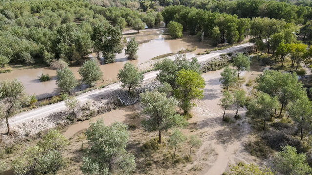 Aerial view of populus euphratica forest with water replenishment in Tumushuke city,Xinjiang China