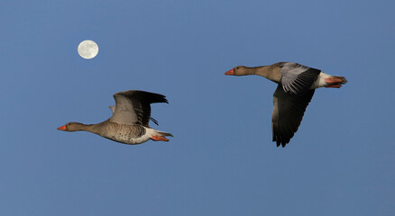 Under the goose moon. Zwei Graugänse fliegen am späten Abend über dem Möhnesee, Vollmond. © Volkmar