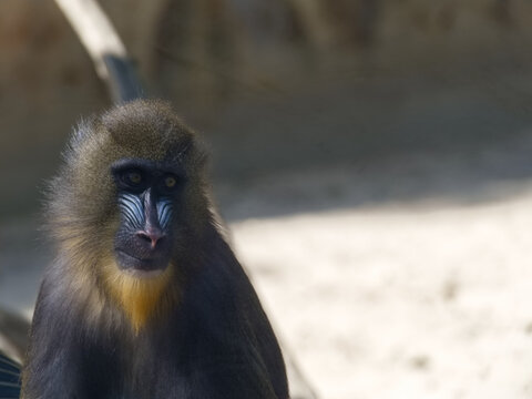 Baboon sitting on a log in a zoo during the day looking at visitors with interest and curiosity