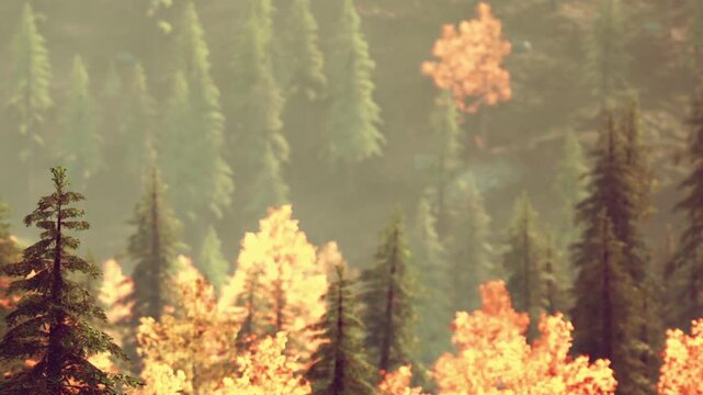 Bright trees fill the forest as leaves change colors. Some trees are green while others have bright orange and yellow leaves. Sunlight filters through the branches creating shadows.
