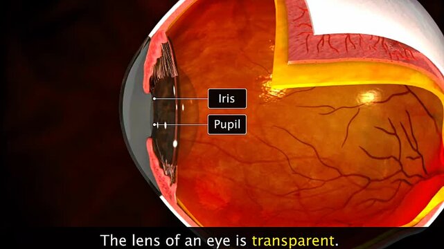 Human eye lens anatomy showing its transparent biconvex structure and role in focusing incoming light.