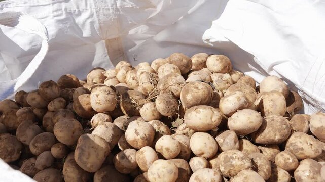 Fresh harvested potatoes piled inside a large white woven sack