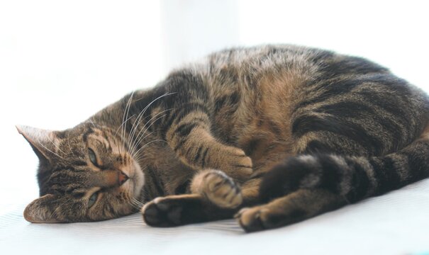 Chat de goutti&egrave;re 