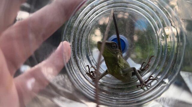 A high-angle close-up shows a small green lizard with a long tail resting inside a transparent plastic bottle held by a hand. The lizard has scales and a spiked ridge along its back.