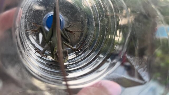 A high-angle close-up shows a small green lizard with a long tail resting inside a transparent plastic bottle held by a hand. The lizard has scales and a spiked ridge along its back.