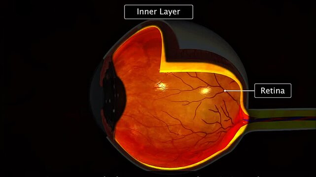 Inner layer of the human eye showing the retina, photoreceptors and neurons involved in visual signals.