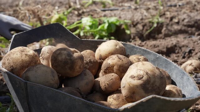 freshly harvested potatoes in a metal basin on soil