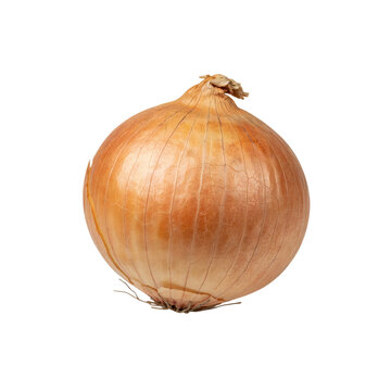 Fresh whole yellow onion isolated on white background for culinary and food photography.