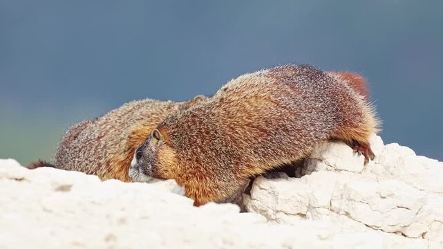 Two yellow-bellied marmots rest on rugged boulders atop an alpine rock formation in a scenic Utah national park