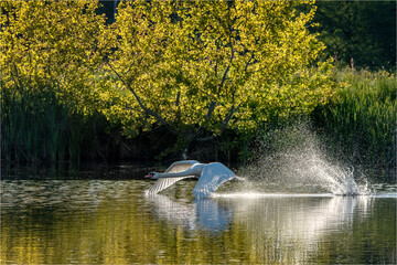Schwan Start © Xaver Klaussner