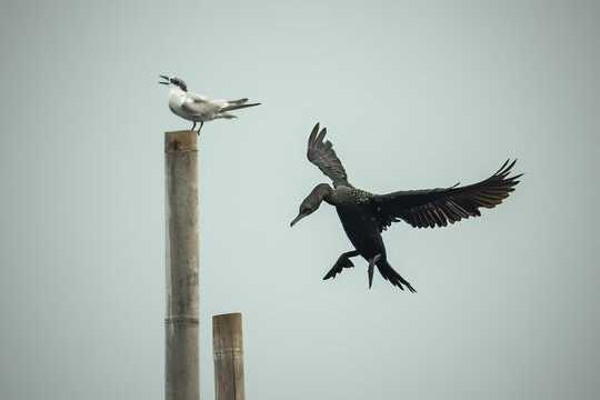 Mid-air wildlife photography capturing territorial bird behavior between a flying cormorant and a perched tern against a minimalist grey background
