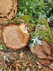 Fototapeta premium old stump in the forest