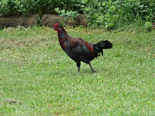 Feral rooster walking on grass in Waimea, Hawaii © Ted Iwabuchi Nature