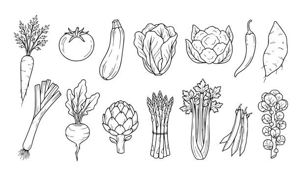 Hand Drawn Vegetable Outline Icons, Organic Fresh Food Botanical Vector Collection