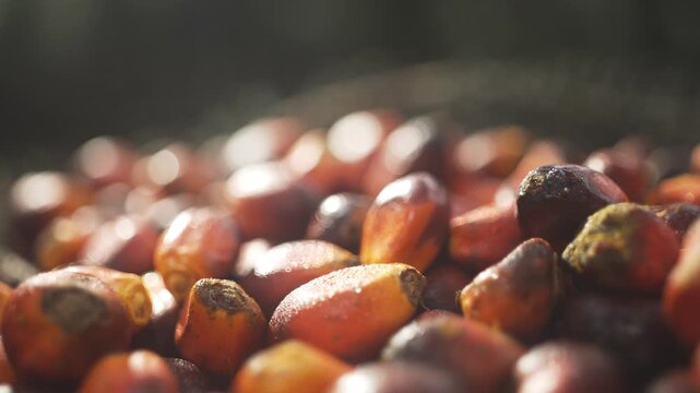 Palm Fruit Harvest Agriculture 2