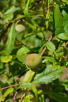 Peach tree branch with immature fruit - Latin name - Prunus persica