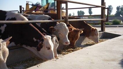 Cattle eating hay from a feeding trough in a pen © zhu difeng