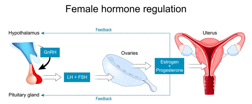 Female hormone regulation. Hypothalamus, pituitary gland, ovarian axis and feedback loop. FSH, LH, estrogen, progesterone and menstrual cycle.