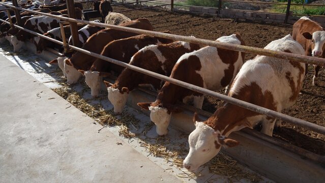 brown and white spotted cattle feeding on hay in a barn