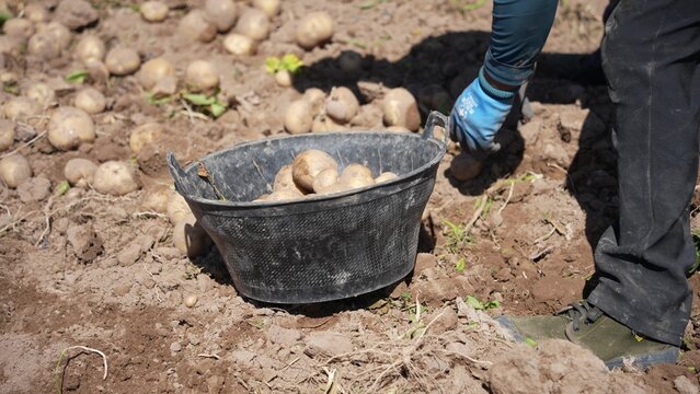 farmer harvesting potatoes in the field with basket