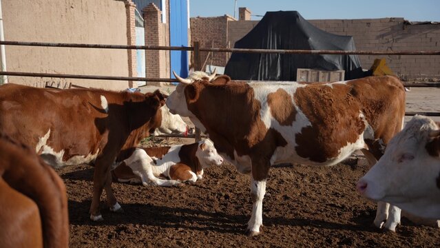 brown and white spotted cows standing in a fenced enclosure on muddy ground