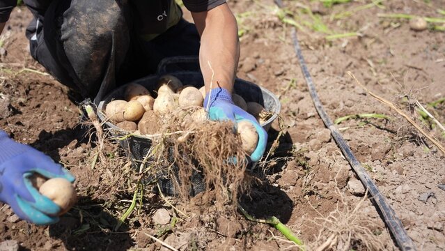 Farmer harvesting potatoes in the field
