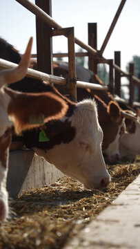 brown and white cow eating hay in the barn