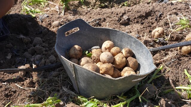 Freshly harvested potatoes in a metal bucket on farmland