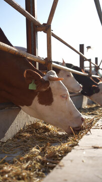 brown and white cow eating feed in barn