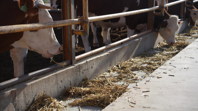 cows eating hay in a barn feeding trough