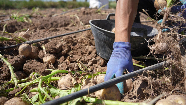 farmer harvesting potatoes in the field with blue gloves