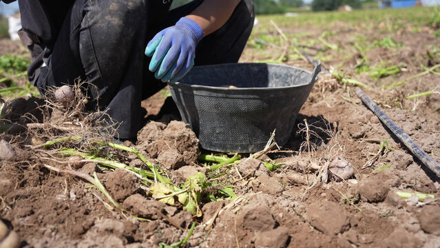 farmer harvesting onions in the field with blue gloves