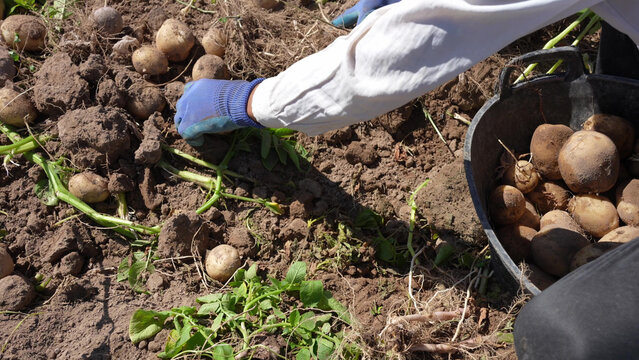 Farmer harvesting fresh potatoes from the soil in a field